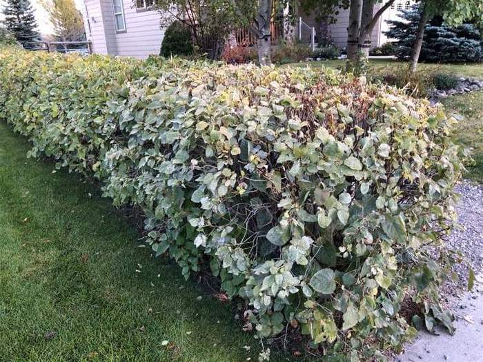 These hedges could use a trim. The great part about a cordless model is that you don't have to fuss around with gasoline or a cord to trip over.