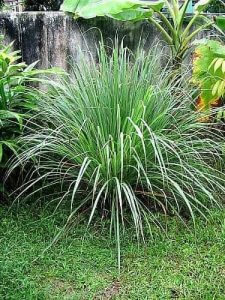 besthomegear.com Citronella Plant - Best Home Gear
