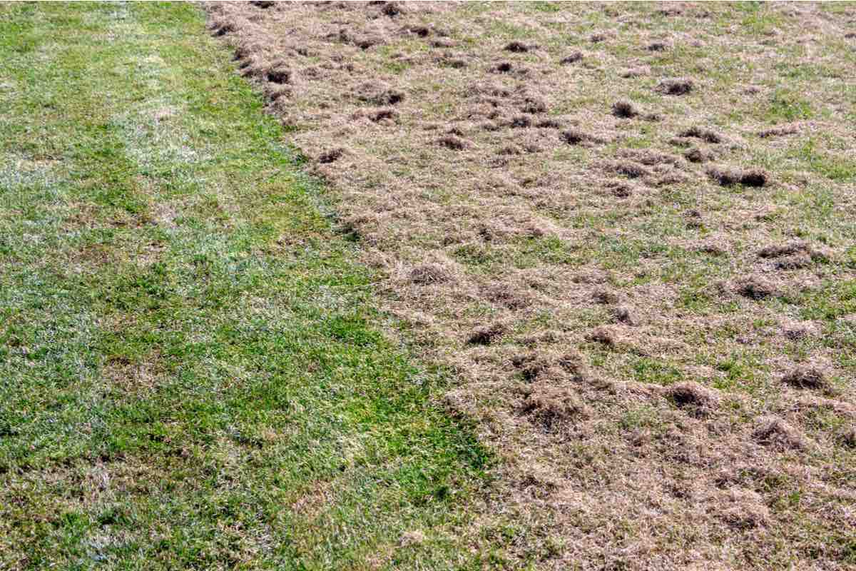 How to Use a Lawn Aerator | Best Home Gear