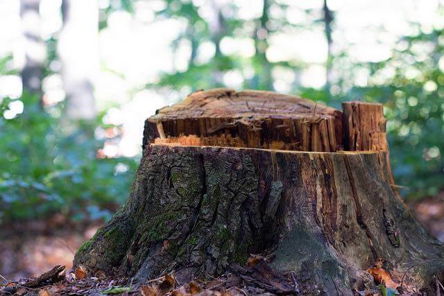 Remove Tree Stumps