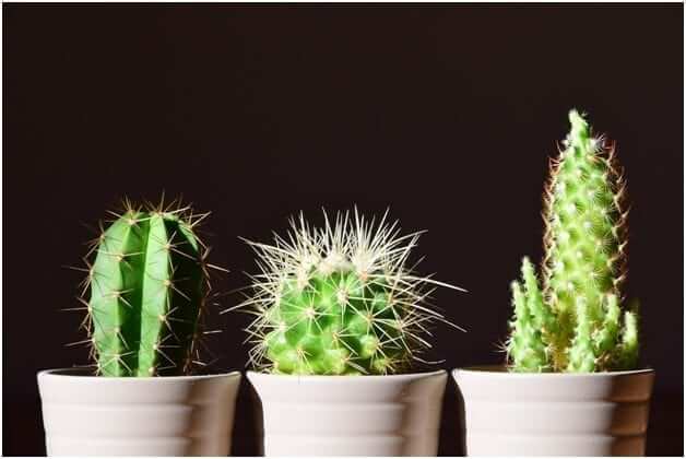 How to Care for Cactus and Succulents 2019