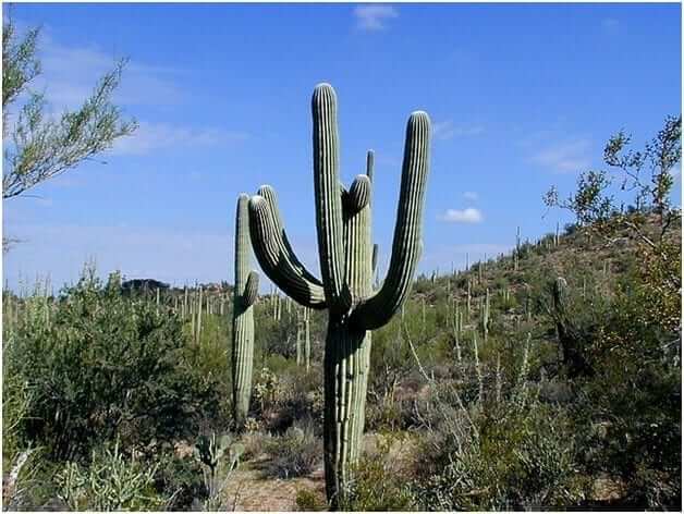 How to Care for Cactus and Succulents 2019