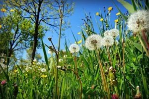 Planting grass seed to avoid weeds