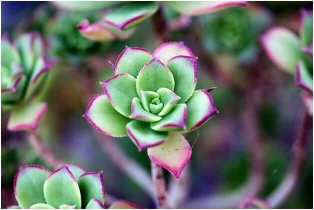 How to Care for Cactus and Succulents 2019
