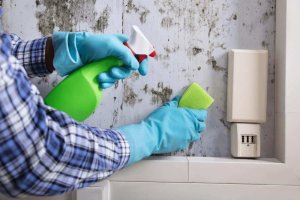 how to remove mold - Best Home Gear