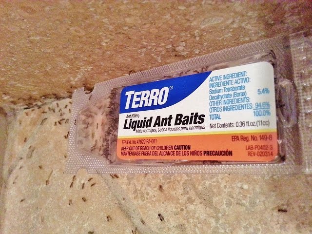 besthomegear.com terro ant bait | Best Home Gear
