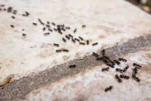 besthomegear.com eliminating ant trails - best home gear