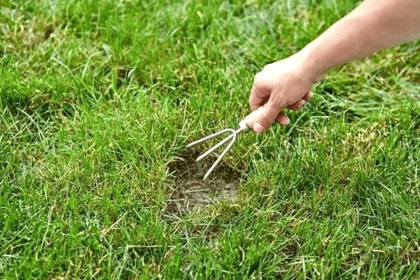 how to prepare lawn for new grass seed