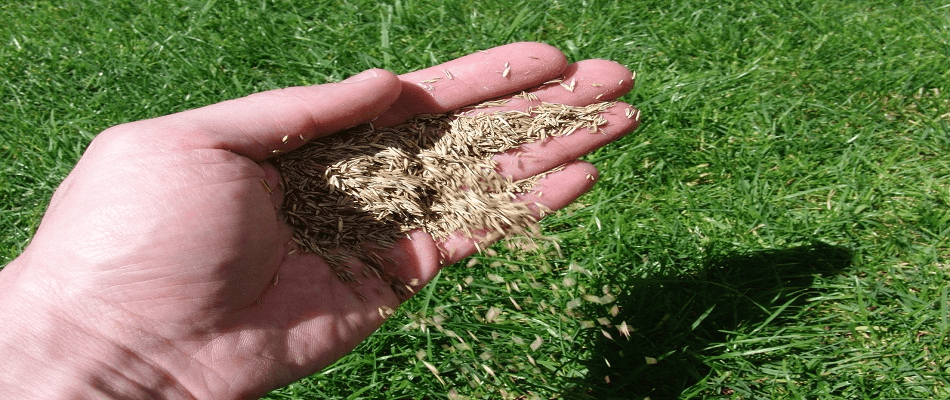 choosing the right grass seed