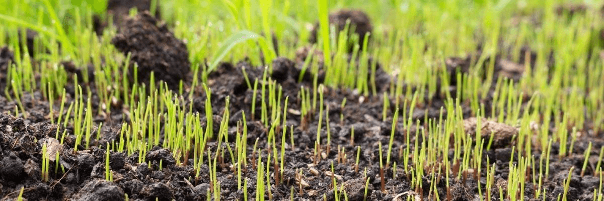 plant grass seed to patch bare spots