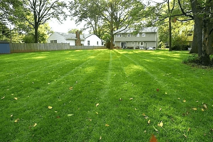 lush grass after planting grass to fix bare spots | Best Home Gear