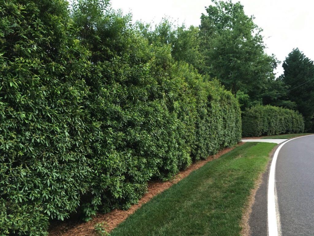Myrtle Hedge