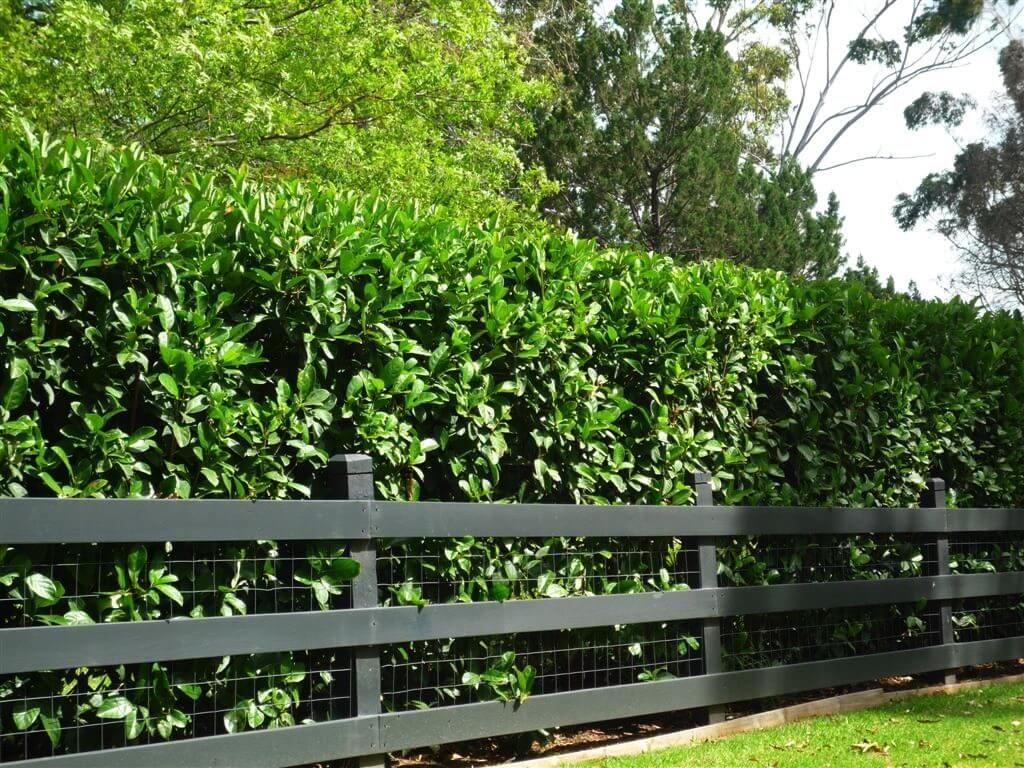 Viburnum Hedge