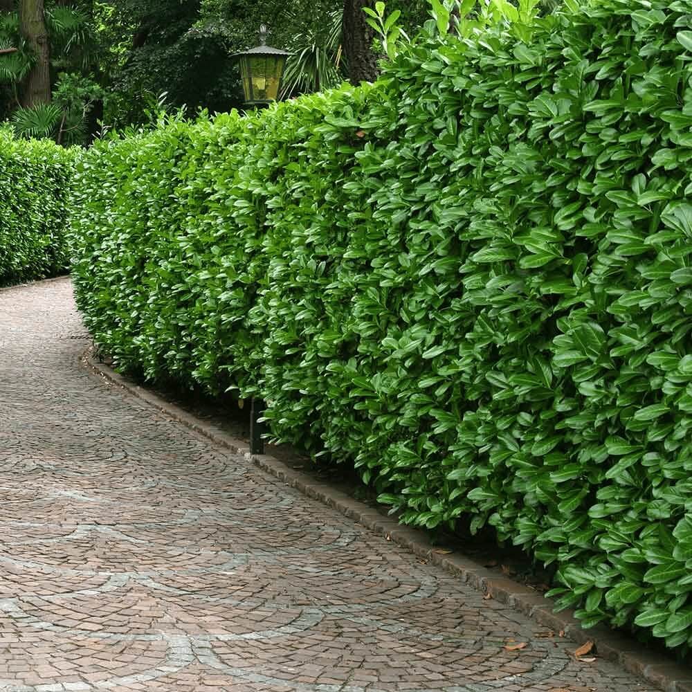 Skip Laurel Hedge