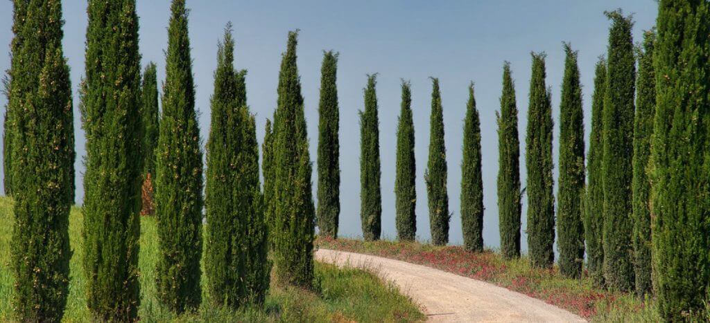 Cypress Hedge - Best Home Gear