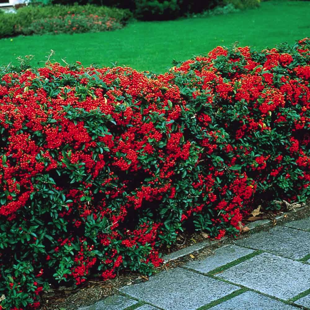 Pyracantha Hedge