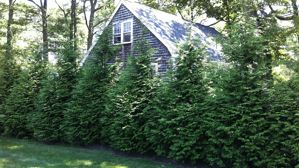 Blue Juniper Hedge - Best Home Gear