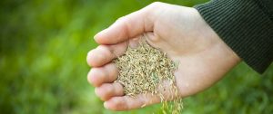 how to grow a lawn fast | Best Home Gear