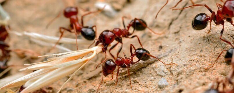 How to kill fire ants | Best Home Gear