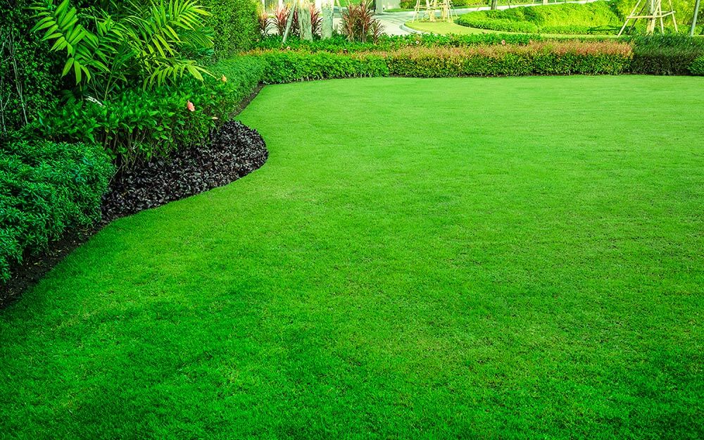 new lawn from grass seed - besthomegear.com