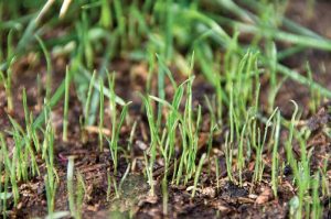 grass germination | Best Home Gear