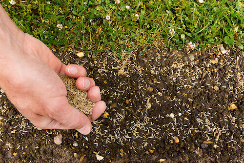 Spreading Grass Seed