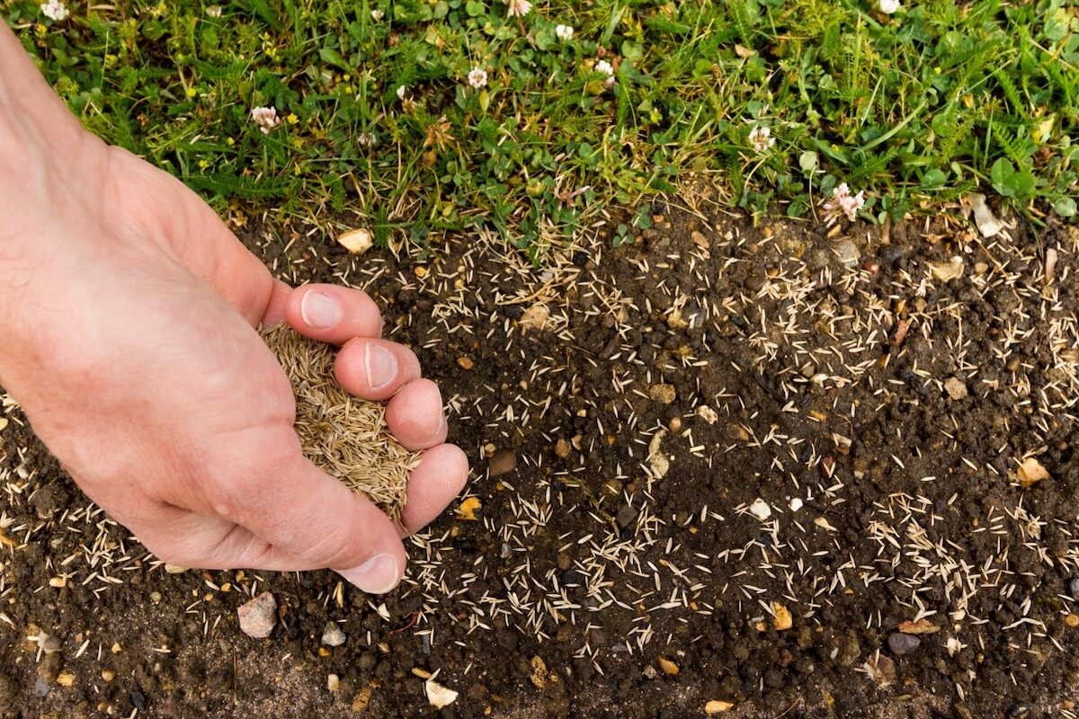 Seeding New Lawn | Best Home Gear