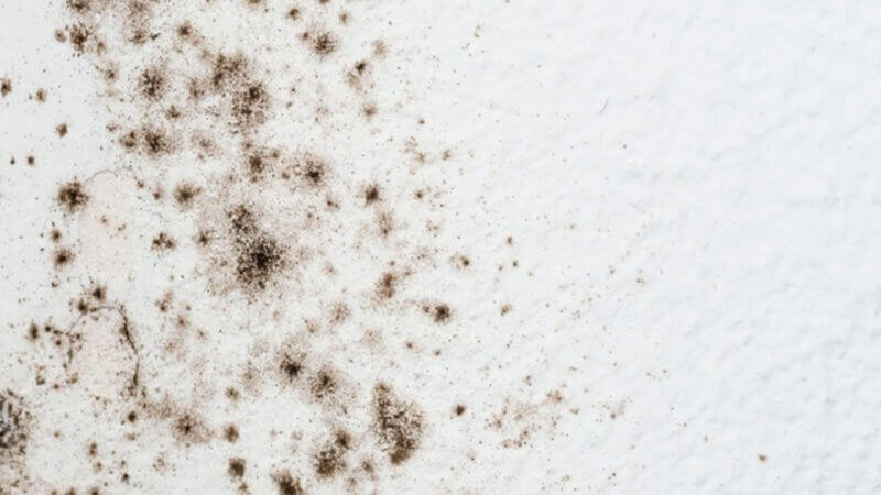 How to remove mold | Best Home Gear