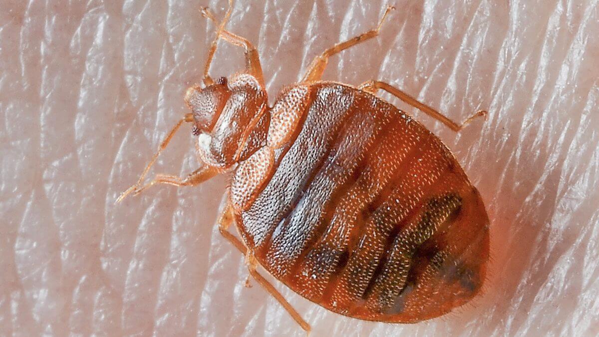 How to Get Rid of Bed Bugs | Best Home Gear