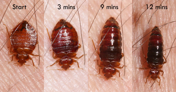 bed bug feeding cycle | Best Home Gear