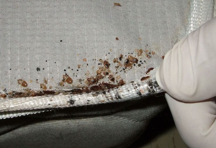 bed bugs in mattress - Best Home Gear