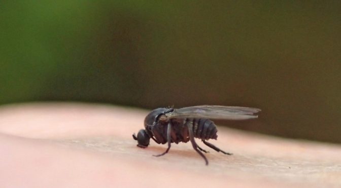 How to get rid of black flies - Best Home Gear