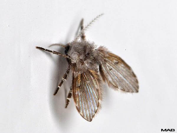 Getting Rid of Drain Flies - Best Home Gear