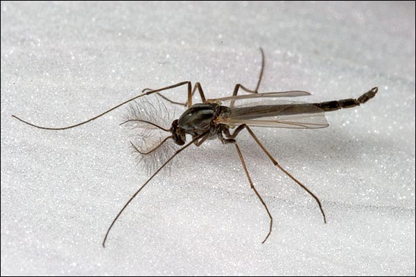 midge flies