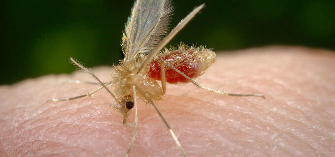 how to get rid of sand flies - Best Home Gear