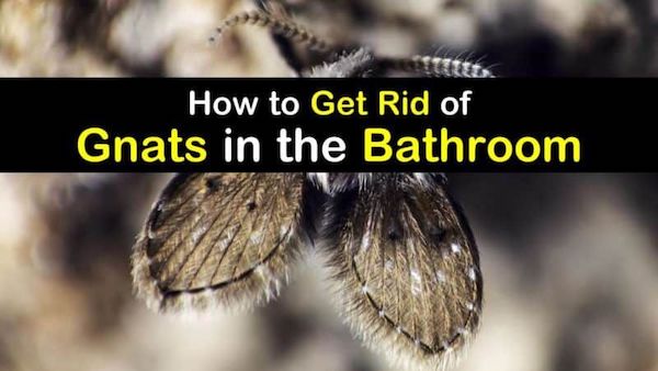 get rid of gnats in bathroom - best home gear