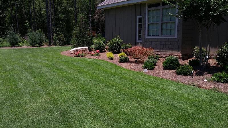 Growing Zoysia Grass Seed
