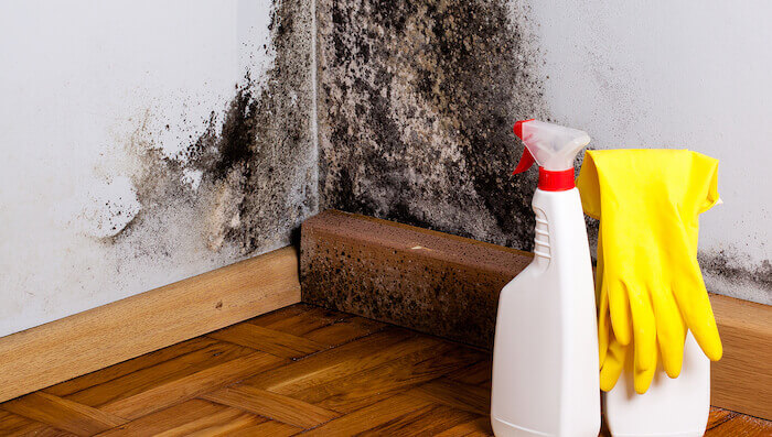 Spraying Mold Killer - Best Home Gear