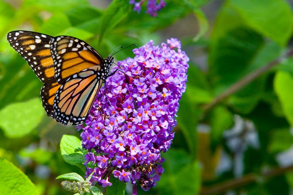 butterfly garden for kids - best home gear