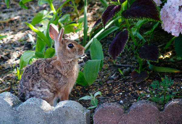 animals eating garden plants - best home gear