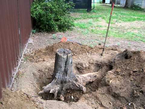 cutting tree stump roots 