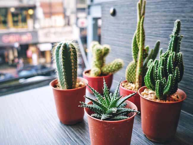 Indoor Cactus Care - Best Home Gear