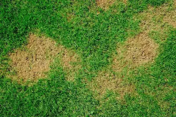 Image of Lawn Burnt by Fertilizer - Best Home Gear