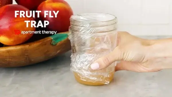 Catching Fruit Flies with Vinegar - Best Home Gear