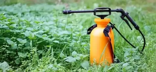 Using pump sprayer to wet popcorn ceilings