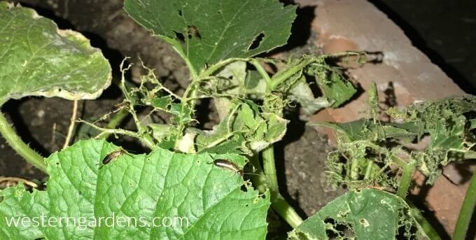 image earwigs eating leaves in garden 