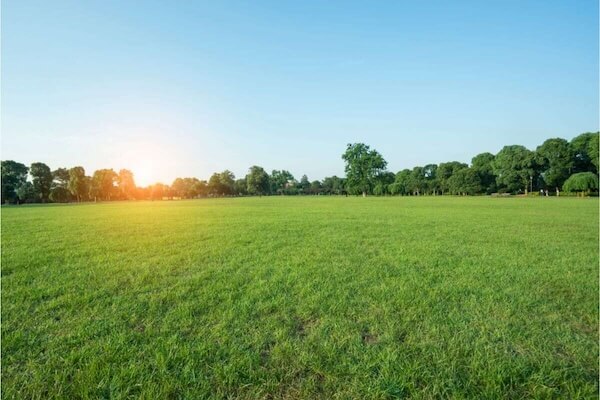 image of a fast growing lawn